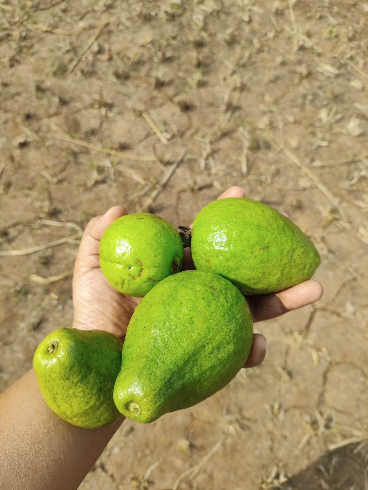 Fresh butterfruit harvested from our polyculture orchard