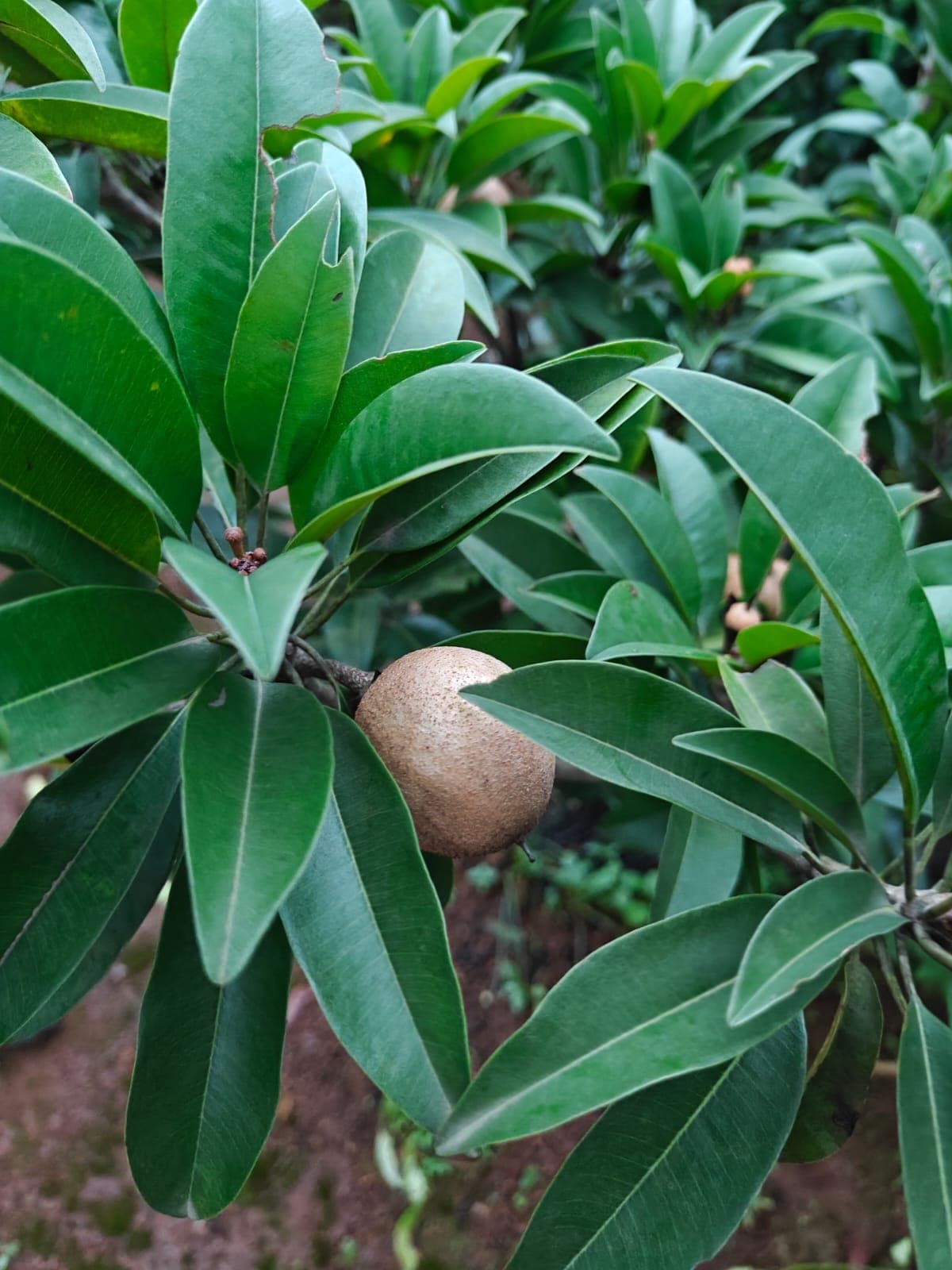 Sweet sapodilla fruit ripening under shade