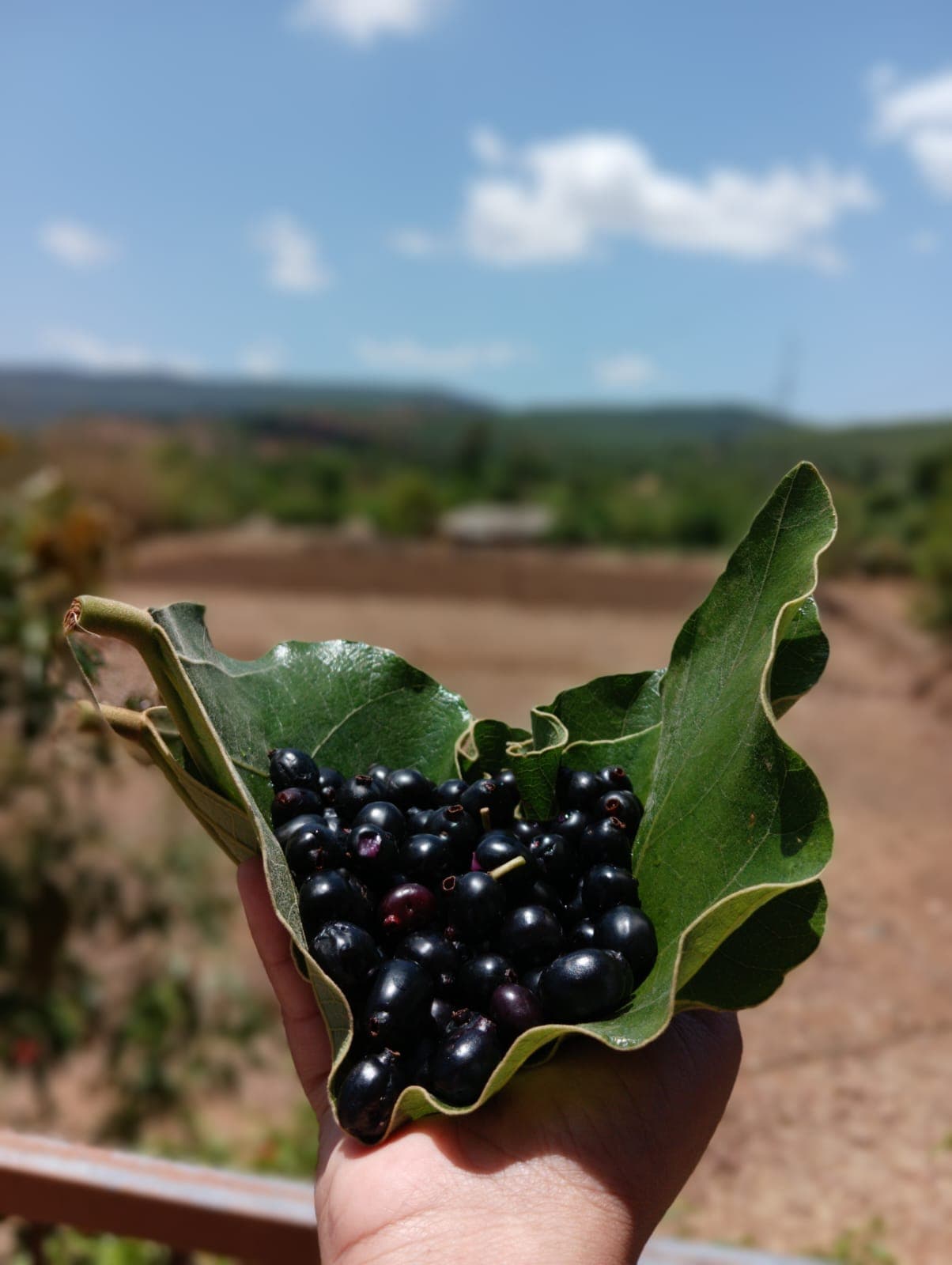 Sweet wild berries gathered in hand-woven leaves
