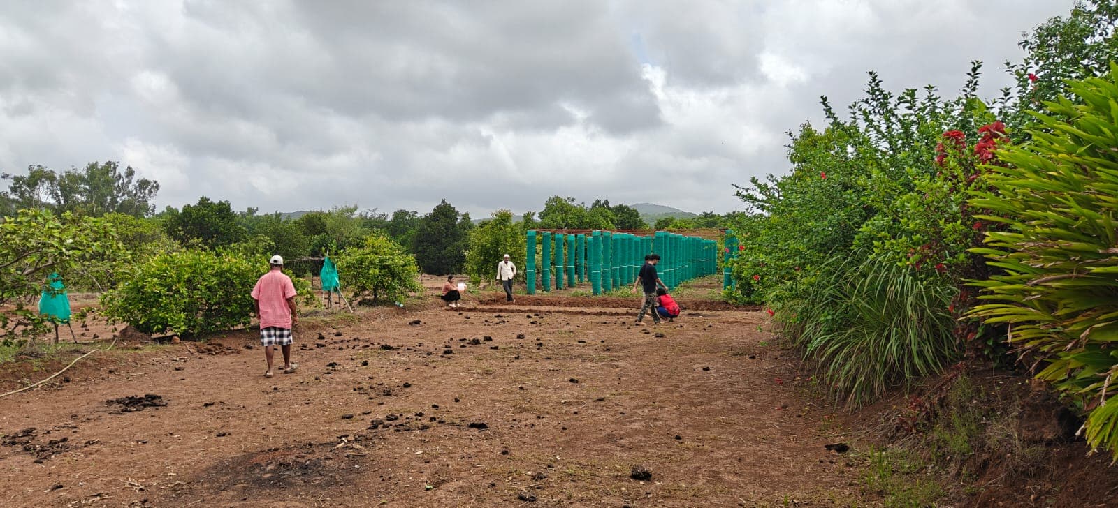 Polyculture crop rows and natural forest borders