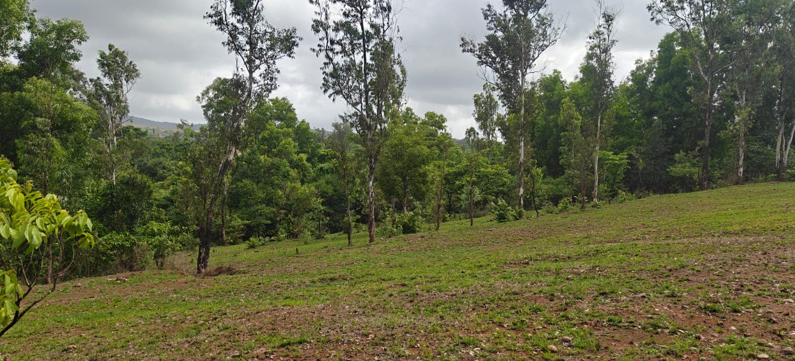 Pathways winding through natural farm canopy