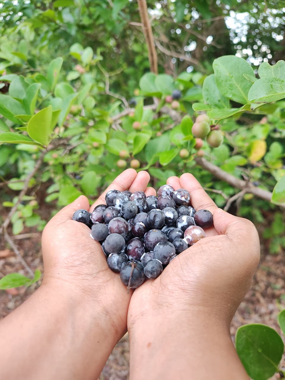 Sun-dried whole black pepper harvested from our canopy