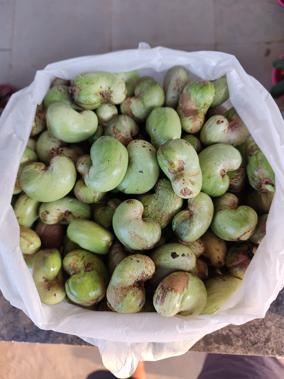 Raw forest cashews manually hand-sorted after harvesting