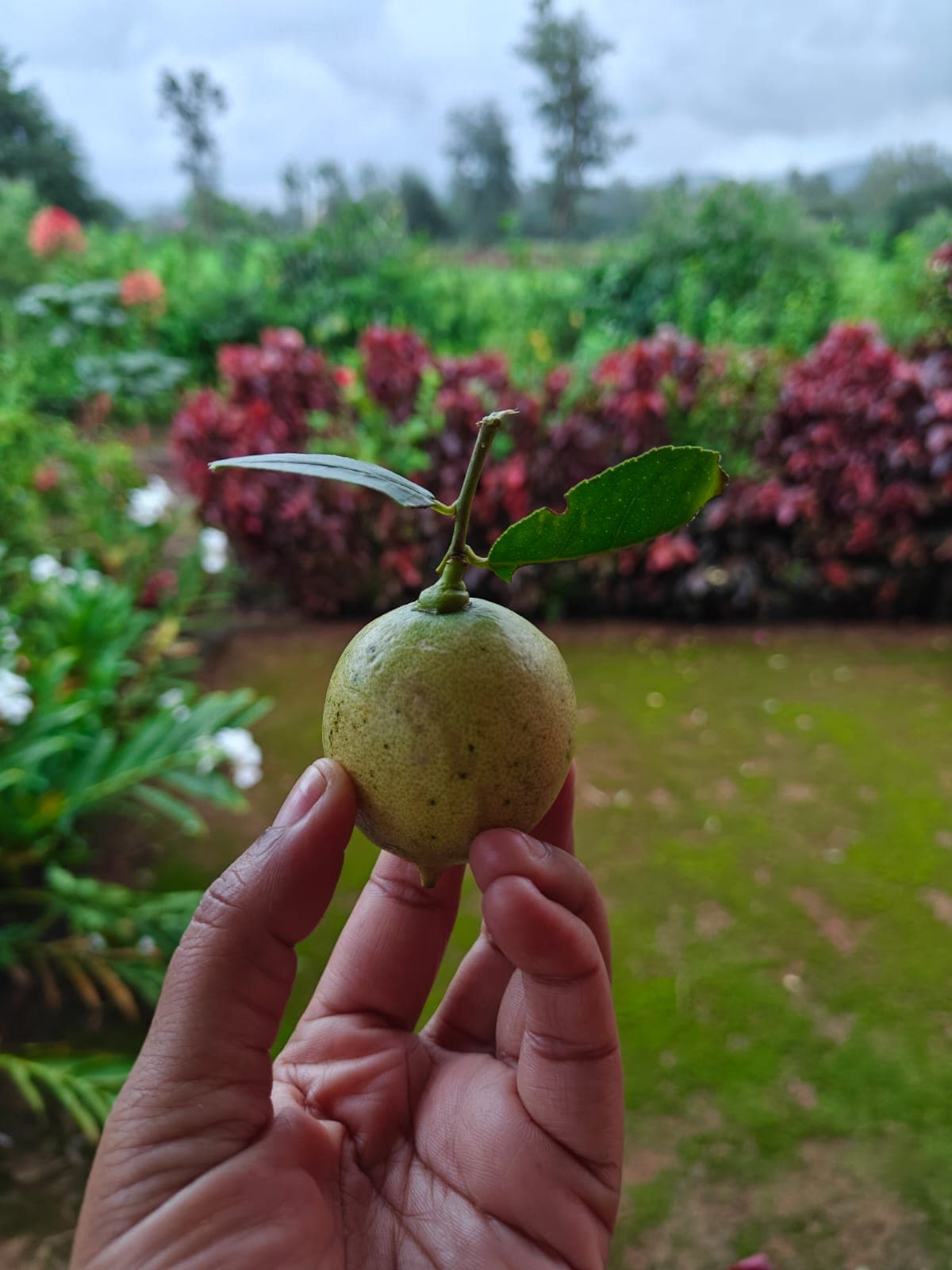 Fragrant lemons from our native citrus trees