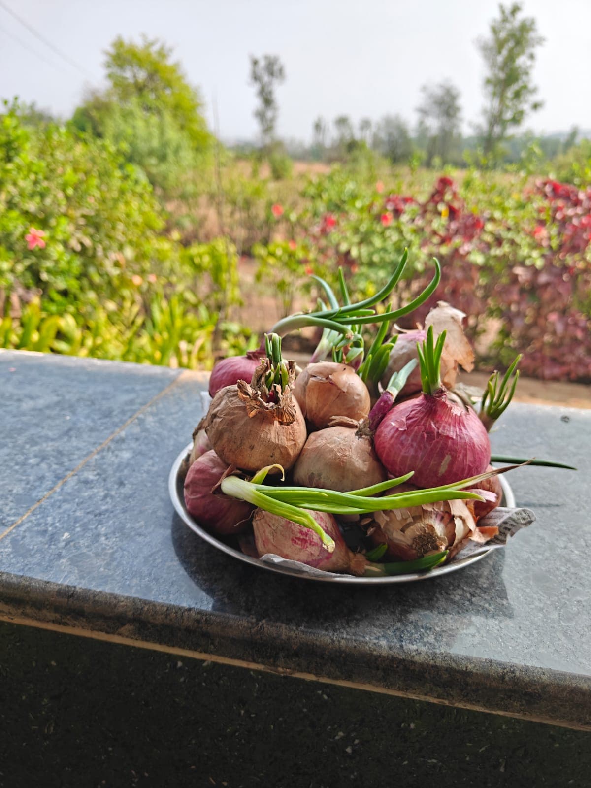 New harvest moment from Amba