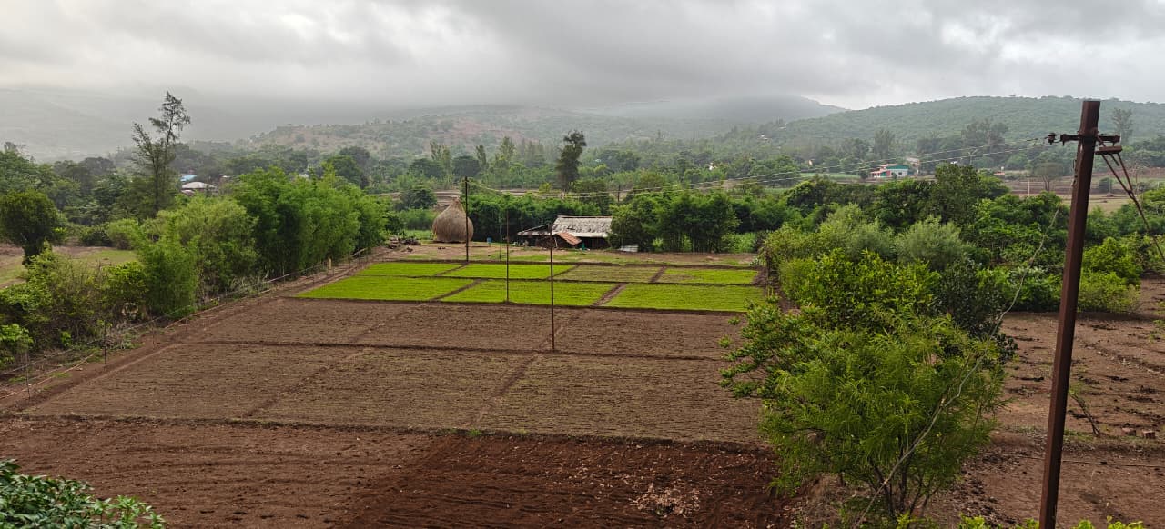 Our family farm in Amba, Kolhapur at sunset