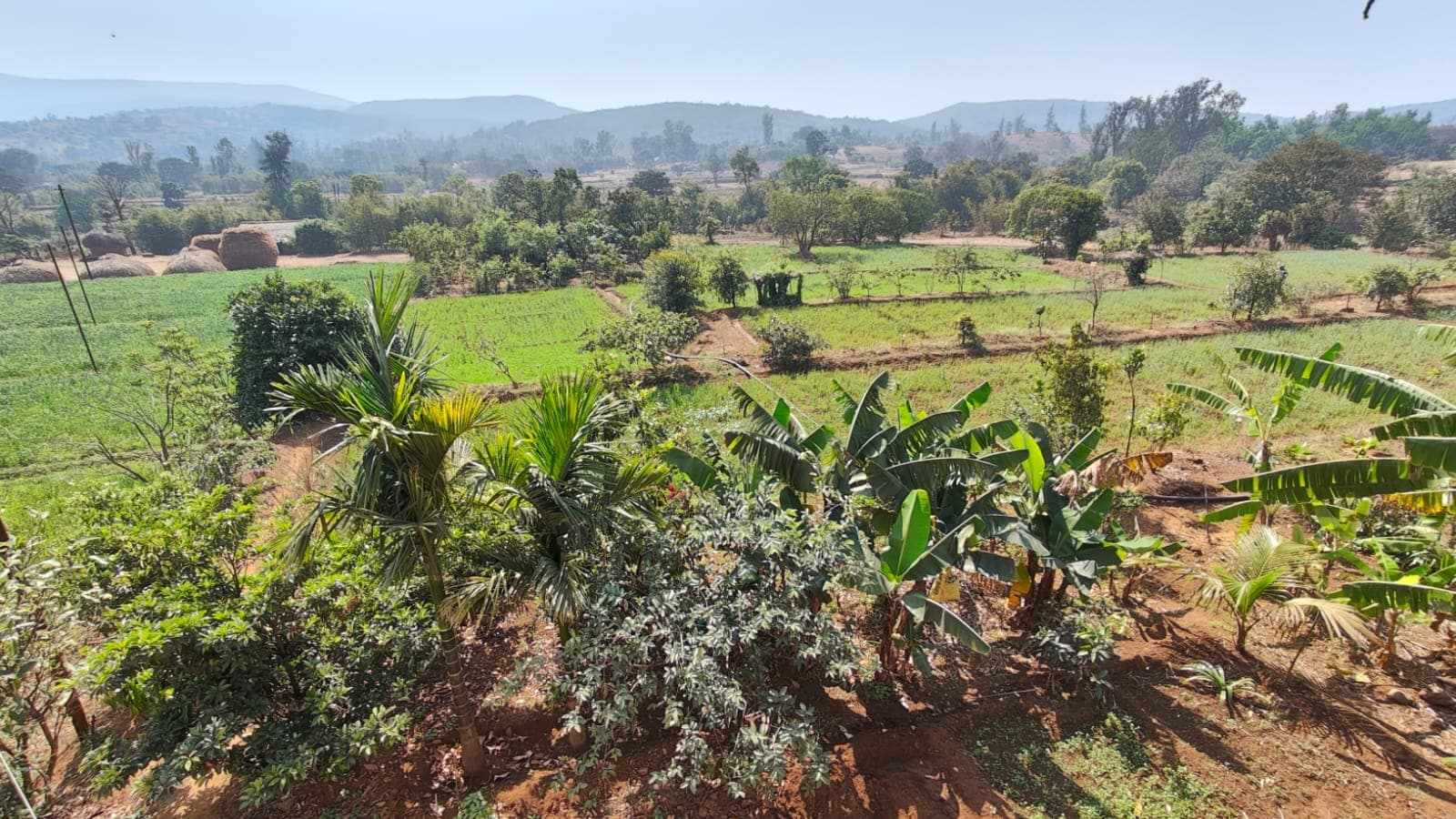 Lush hills and organic layouts of Amba farm